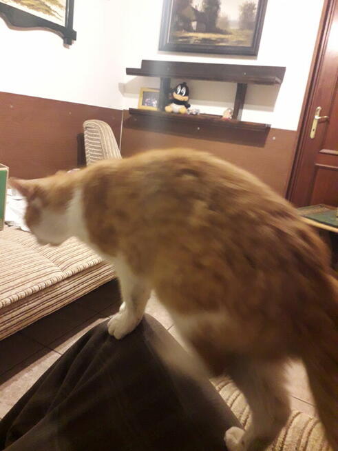 zaginął biało rudy kot na Grabskim w Łańcucie