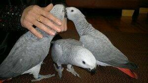 Dostępne są dobrze oswojone afrykańskie papugi szare