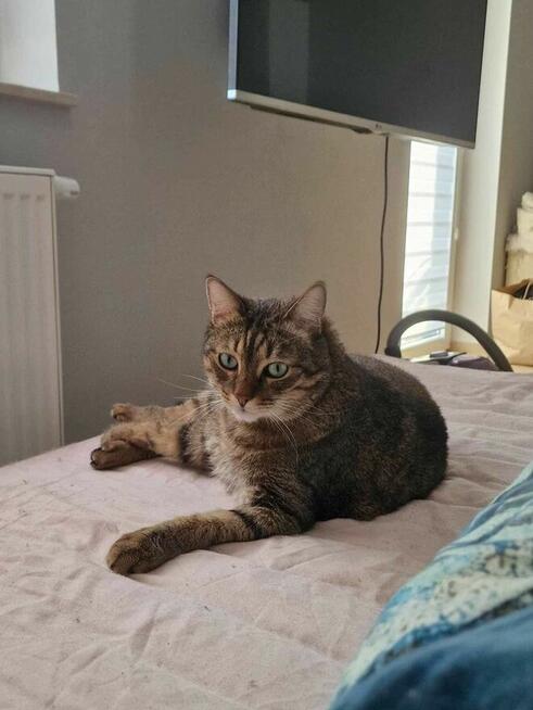 Kocur Timon do adopcji