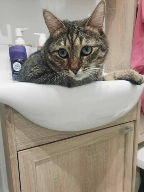 Kocur Timon do adopcji