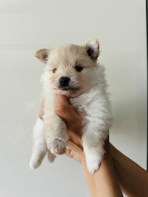 Pomeranian (szpic miniaturowy) xs, typ misia