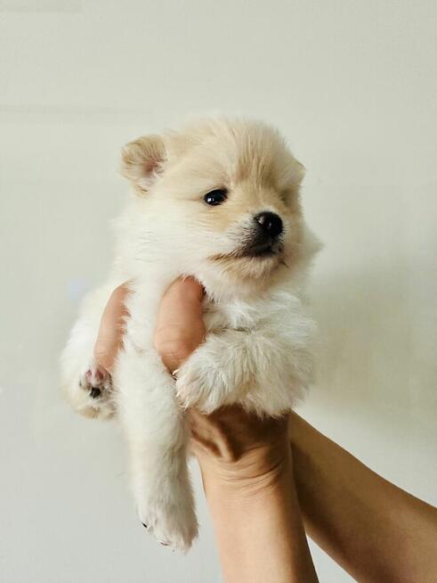 Pomeranian (szpic miniaturowy) xs, typ misia