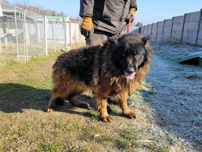 Skrzywdzony HEKTOR w typie owczarka szuka domu !!