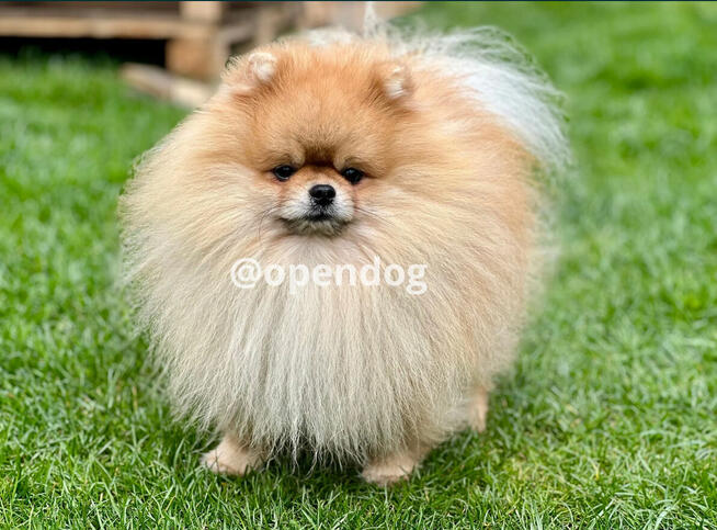 Pomeranian (szpic miniaturowy) xs, typ misia