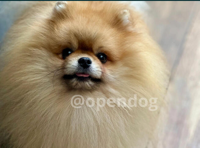 Pomeranian (szpic miniaturowy) xs, typ misia