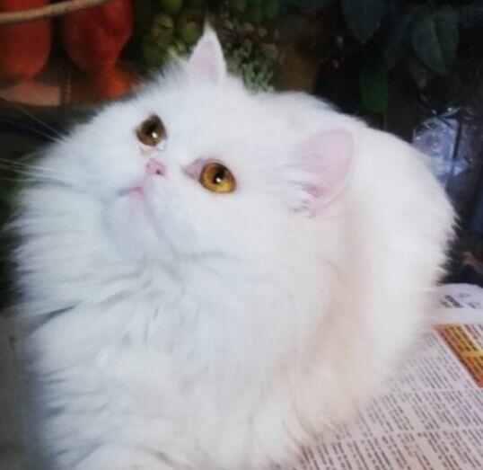 Kocurek perski 4 msc