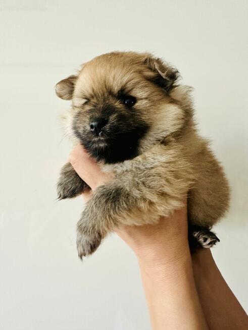 Pomeranian (szpic miniaturowy) xs, typ misia
