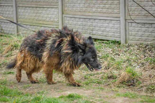 Skrzywdzony HEKTOR w typie owczarka szuka domu !!