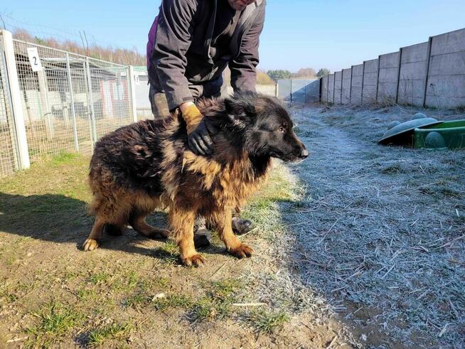 Skrzywdzony HEKTOR w typie owczarka szuka domu !!