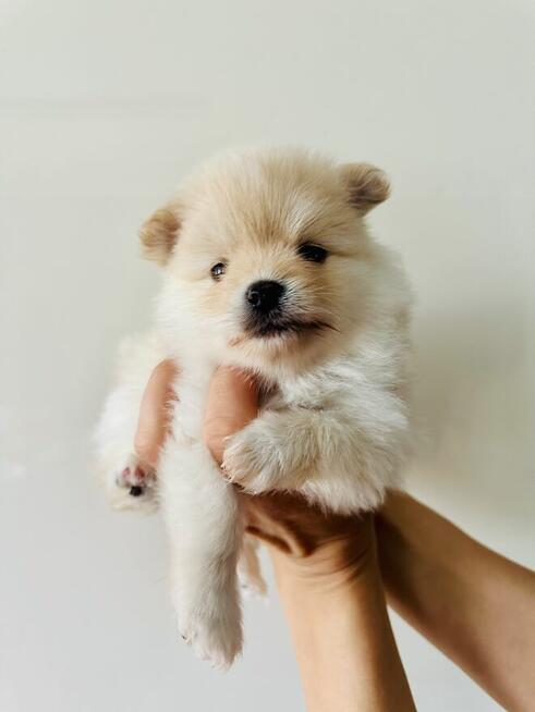 Pomeranian (szpic miniaturowy) xs, typ misia