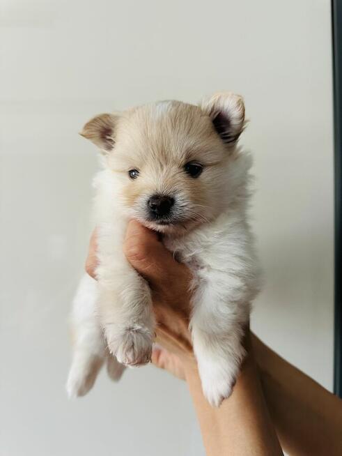 Pomeranian (szpic miniaturowy) xs, typ misia