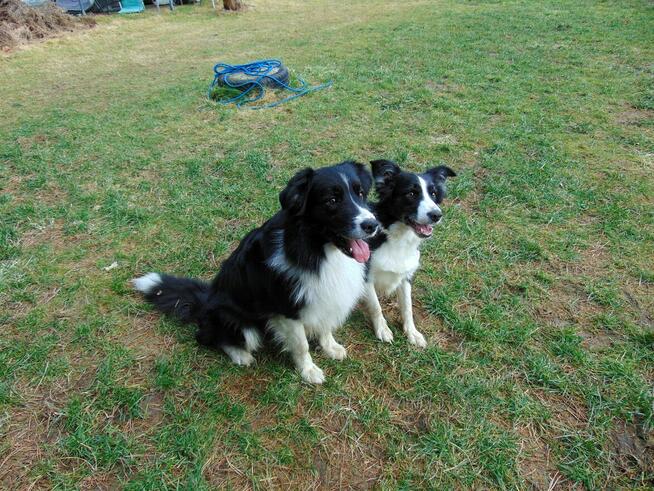 Szkolenie psów Rybnik 400 zł