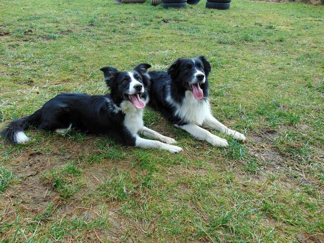 Szkolenie psów Rybnik 400 zł