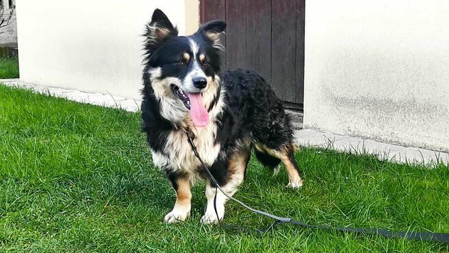 Misiek 1,5 r. przytulak czeka na kochajacy dom Aga Bie.