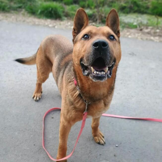 Psie cudo do adopcji HELIOS 4letni 40kg chodząca łagodność