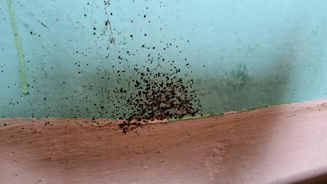 Dezynsekcja pluskiew, usuniecie karaluchów, usługi DDD Śląsk