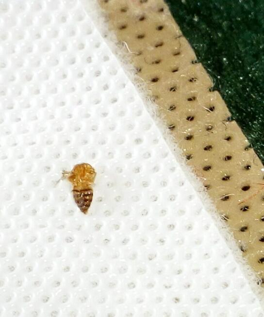 Dezynsekcja pluskiew, usuniecie karaluchów, usługi DDD Śląsk