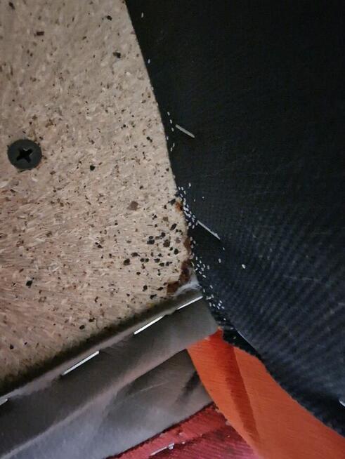 Dezynsekcja pluskiew, usuniecie karaluchów, usługi DDD Śląsk