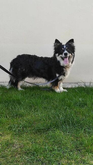 Misiek 1,5 r. przytulak czeka na kochajacy dom Aga Bie.