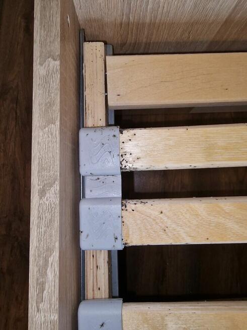 Dezynsekcja pluskiew, usuniecie karaluchów, usługi DDD Śląsk