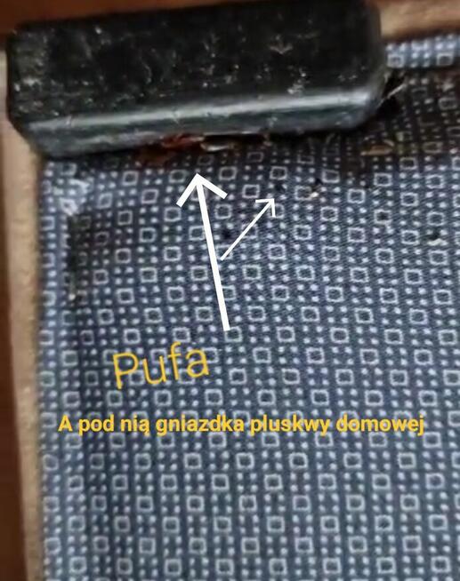 Dezynsekcja pluskiew, usuniecie karaluchów, usługi DDD Śląsk