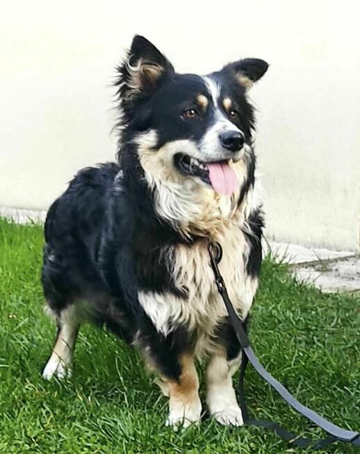 Misiek 1,5 r. przytulak czeka na kochajacy dom Aga Bie.