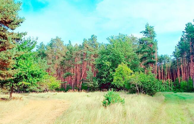 Działka z WZ 760m2 Piasek gm. Cedynia, las, rzeka Odra