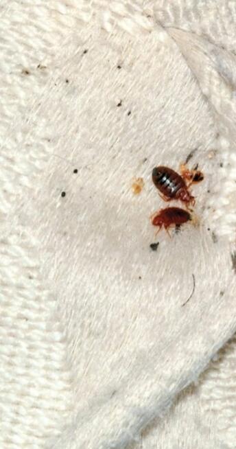 Usuniecie pluskwy, zabieg 3w1 jedyny na Śląsku.