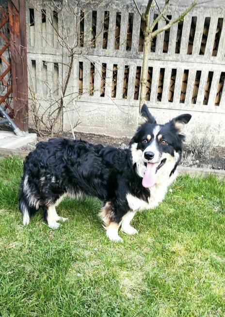 Misiek 1,5 r. przytulak czeka na kochajacy dom Aga Bie.