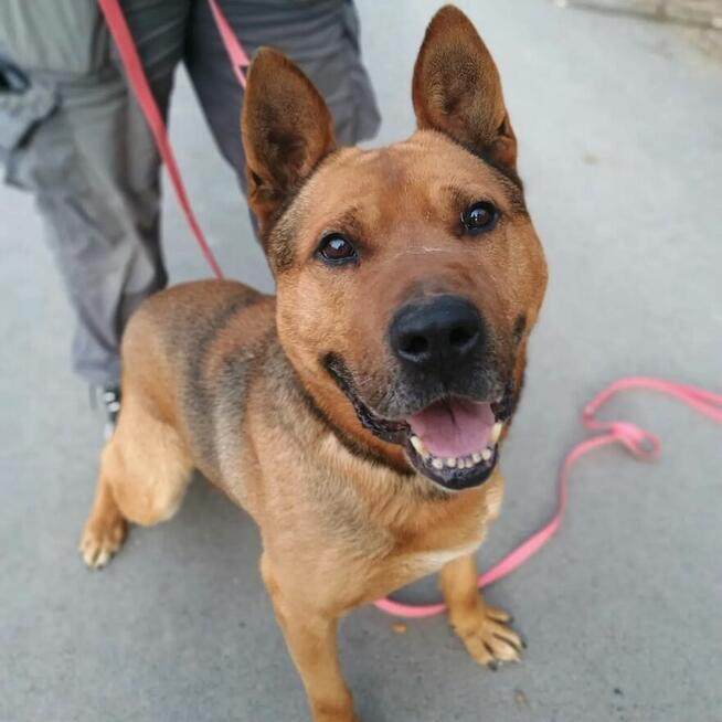 HELIOS przepiękny, łagodny molos do adopcji 4letni 40kg