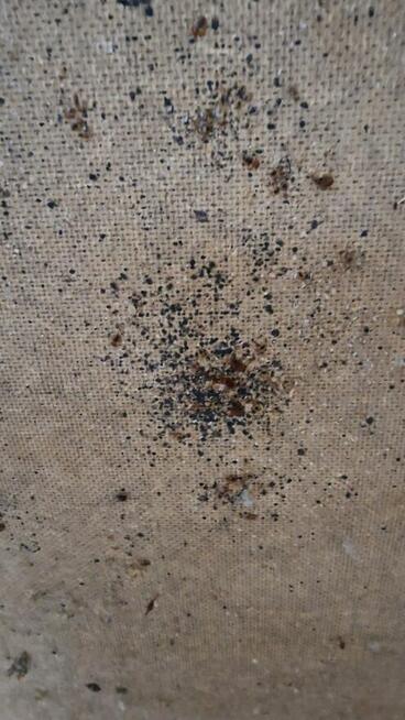 Dezynsekcja pluskiew, usuniecie karaluchów, usługi DDD Śląsk