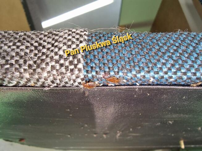 Usuniecie pluskwy, zabieg 3w1 jedyny na Śląsku.