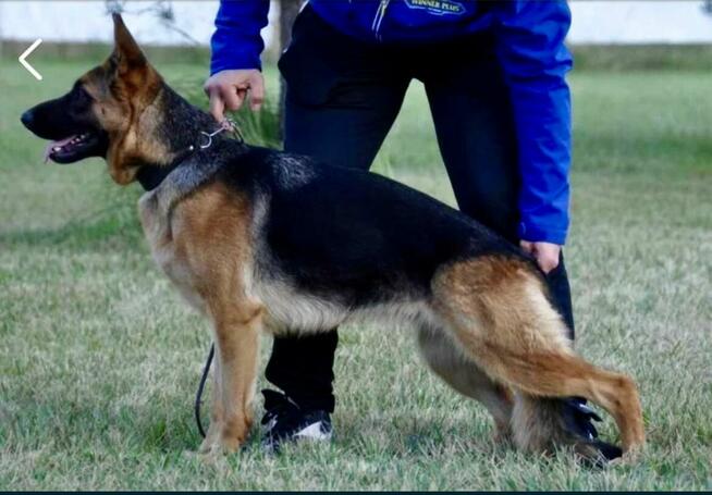 Szczenięta Owczarka Niemieckiego krótkowłosego