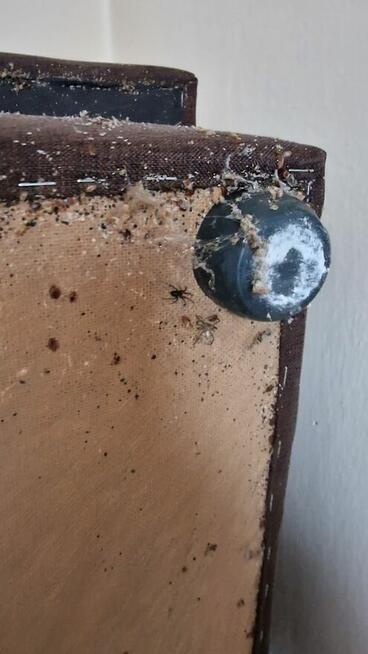 Usuniecie pluskwy, zabieg 3w1 jedyny na Śląsku.