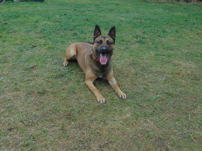 Szkolenie psów Rybnik 400 zł