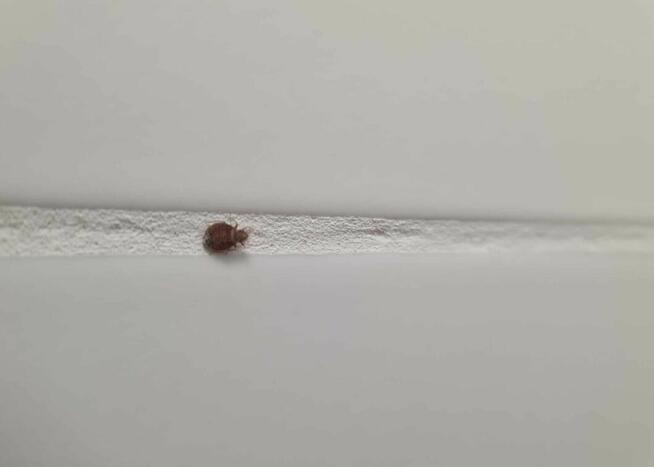 Usuniecie pluskwy, zabieg 3w1 jedyny na Śląsku.