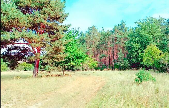 Działka z WZ 760m2 Piasek gm. Cedynia, las, rzeka Odra