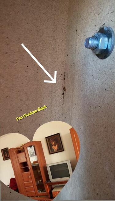 Usuniecie pluskwy, zabieg 3w1 jedyny na Śląsku.