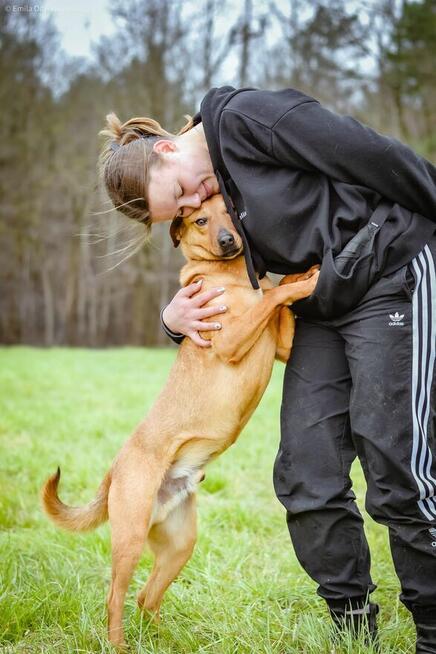 Dżeki - średniej wielkości rudy pies do adopcji