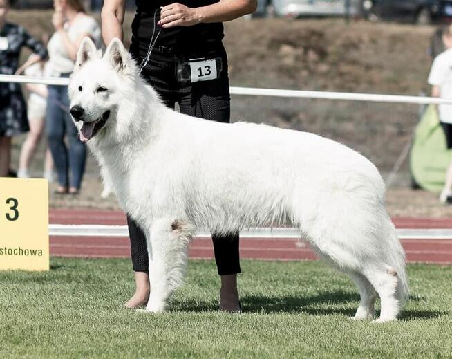 Szczenięta FCI - Biały Owczarek Szwajcarski