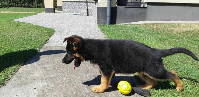 Sprzedam Szczenięta Owczarka Niemieckiego