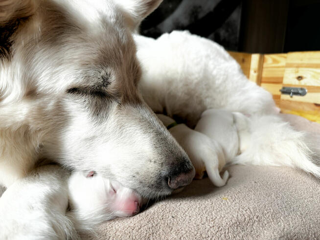 Szczenięta FCI - Biały Owczarek Szwajcarski