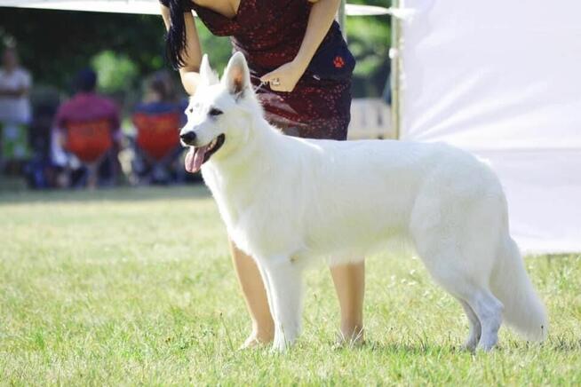 Szczenięta FCI - Biały Owczarek Szwajcarski