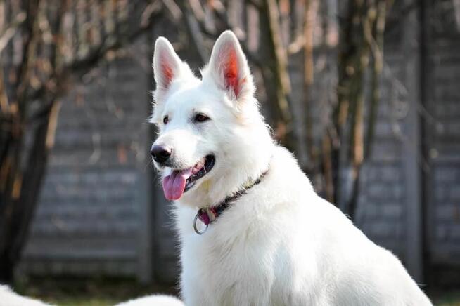 Szczenięta FCI - Biały Owczarek Szwajcarski