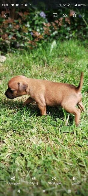 Patterdale Terrier