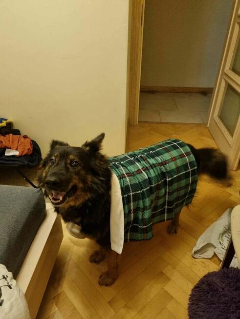 Yogi piękny o wyjatkowym charakterze czeka na dom Małgorzata