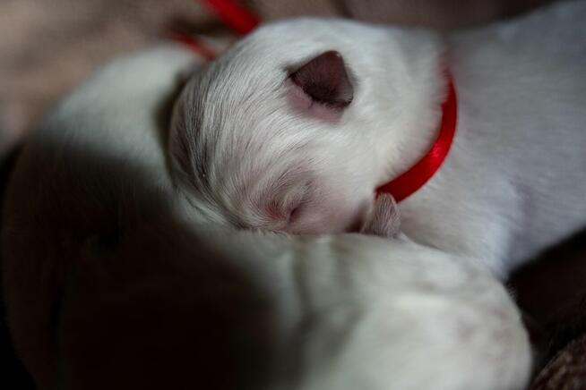 Szczenięta FCI - Biały Owczarek Szwajcarski