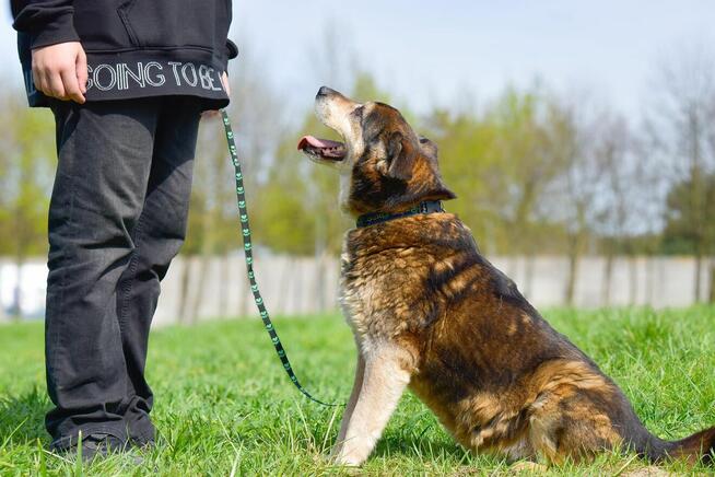 Daddy - cudowny starszy piesek czeka na wymarzony dom