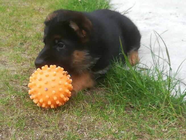 Sprzedam Szczenięta Owczarka Niemieckiego
