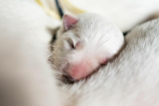 Szczenięta FCI - Biały Owczarek Szwajcarski